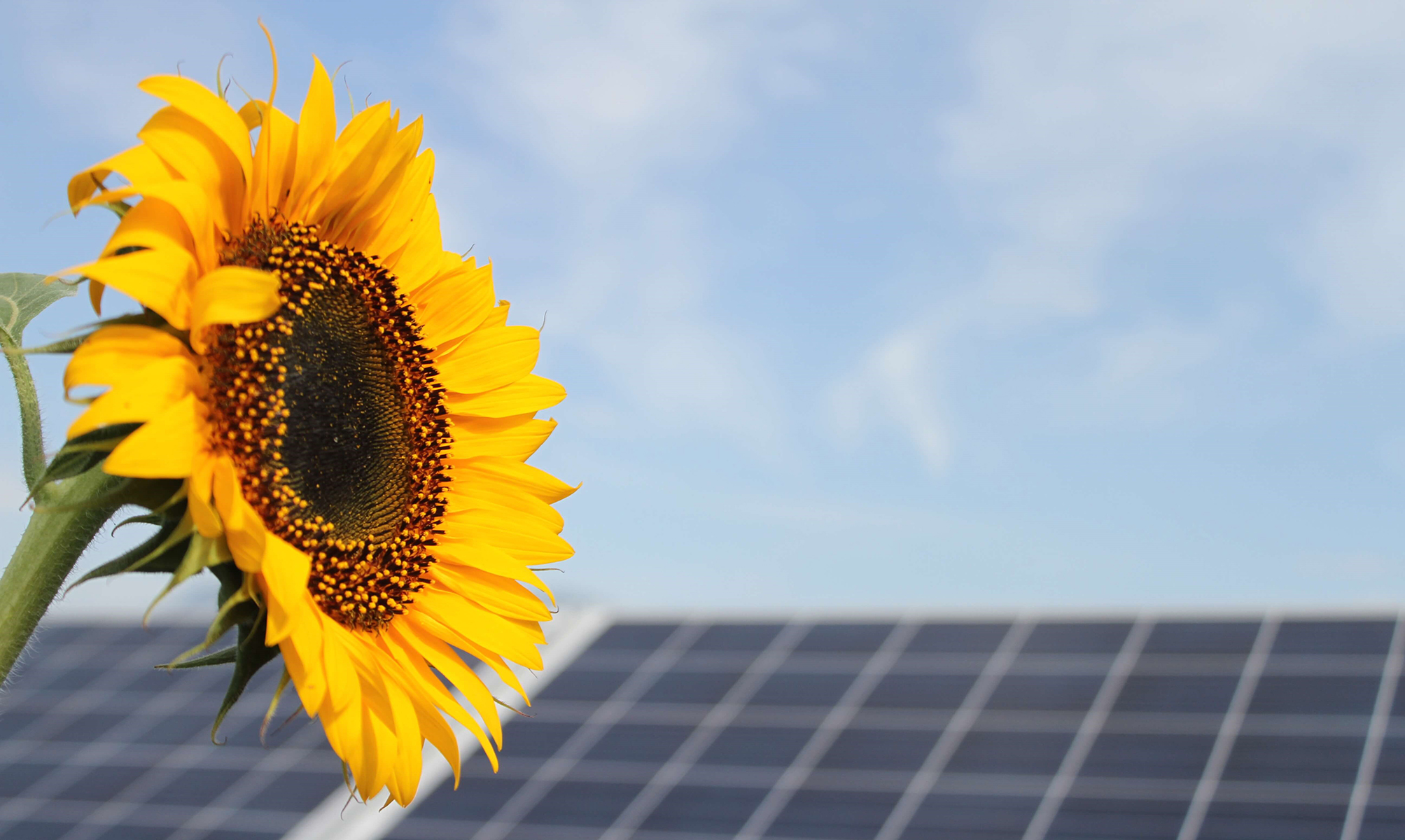 START OF ISSUE OF THE PV INVEST BONDS 2024 PV Invest GmbH START OF ISSUE OF THE PV INVEST BONDS 2024 PV Invest GmbH